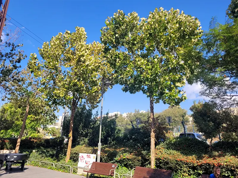 דולב מקסיקני – בני גן משתלות