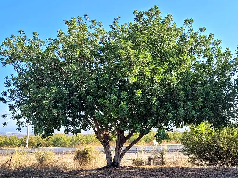 חרוב מצוי – בני גן משתלות