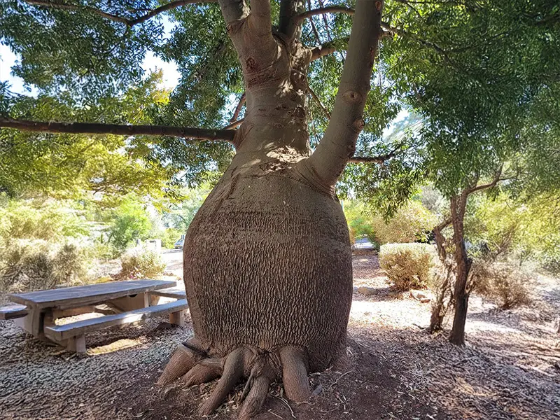 ברכיכיטון הסלעים