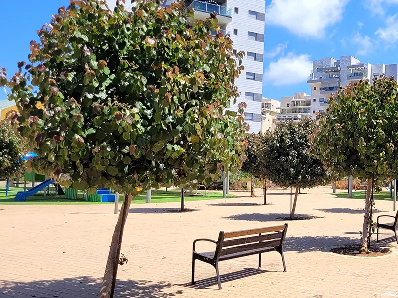 היביסקוס טלייתי סתריה